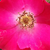 Roza - Vrtnice Floribunda - Buisman's Glory